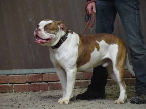 american bulldog